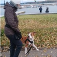 Hundträning