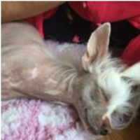 Hundmassage