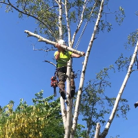 Arborist