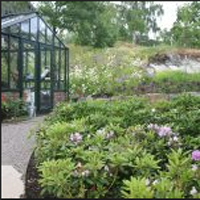 Trädgård