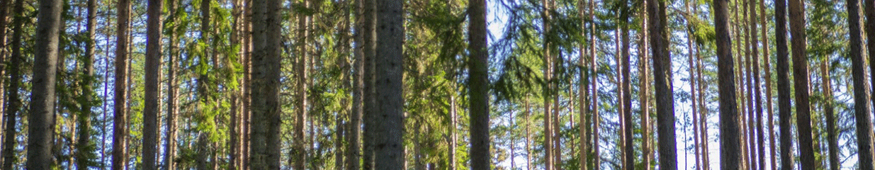 Callans Trä AB - Sågverk, Skogsbruk & Skogsindustrier, Trä-, Massa- & Pappersindustrier