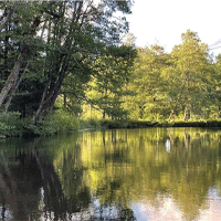 Tjänster