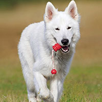 akut veterinär eskilstuna akut veterinär eskilstuna