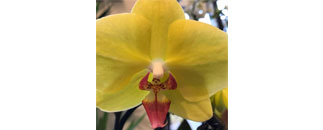 Fröken Flora