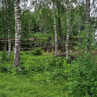 Tjänster
