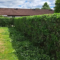 Häckklippning