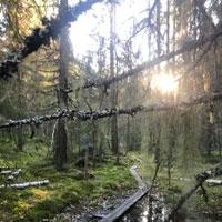 Tjänster