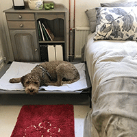 Hundpensionat