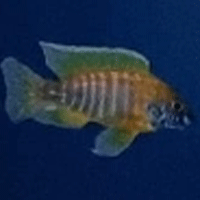 Akvarieväxter