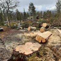 Stubbfräsning