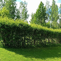 Tjänster