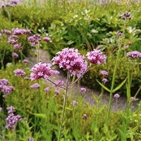 Om