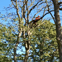 Trädbeskärning