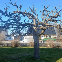 Tjänster