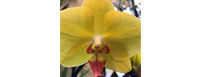 Fröken Flora
