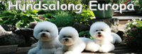Hundsalong Europa